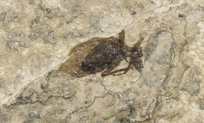 Fossil March Fly (Plecia) - Green River Formation #67639